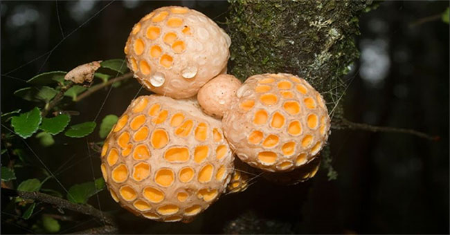 Discover a strange mushroom shaped like a honeycomb