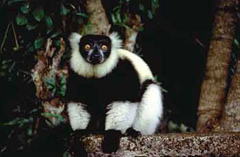 Discover a tiny gibbon
