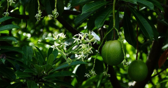 Discover a tree many Indian women use suicide, available in Vietnam