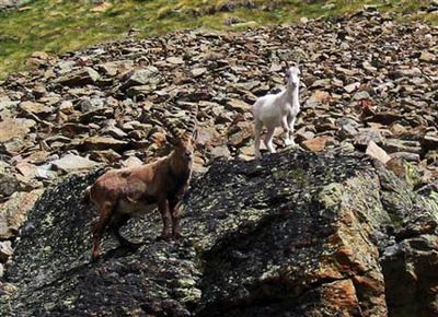 Discover albino mountain goats