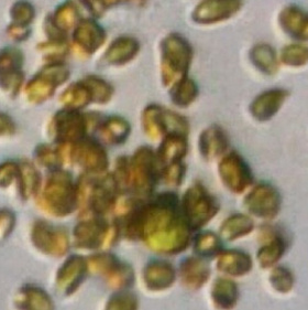 Discover algae fraud