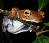 Discover an unusual frog species in Vietnam