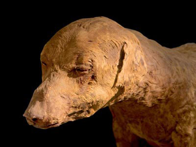 Discover animal mummies in Egypt