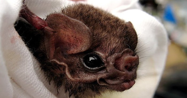 Discover bats that suck even human blood to live in Brazil