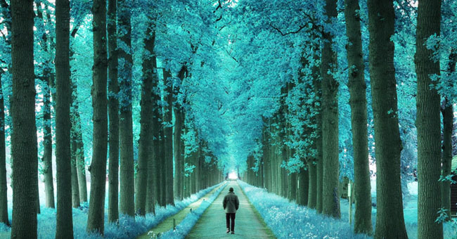 Discover beautiful fairy-like forests in the Netherlands