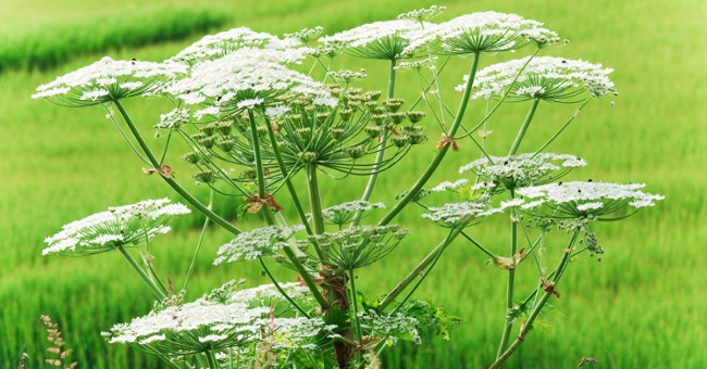 Discover beautiful flowers but can cause blindness in humans