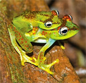 Discover beautiful tree frogs
