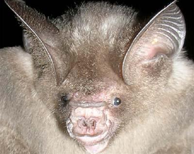 Discover big gray nose bat species in Vietnam