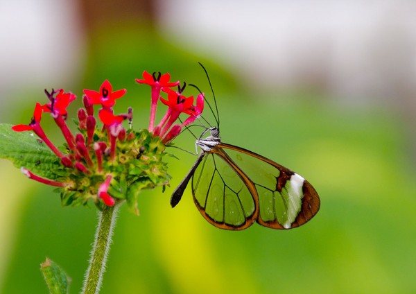 Discover butterflies with crystal-like wings