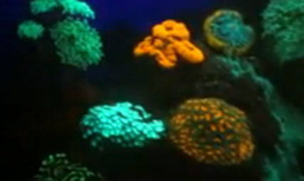 Discover coral reefs that are as bright as a rainbow