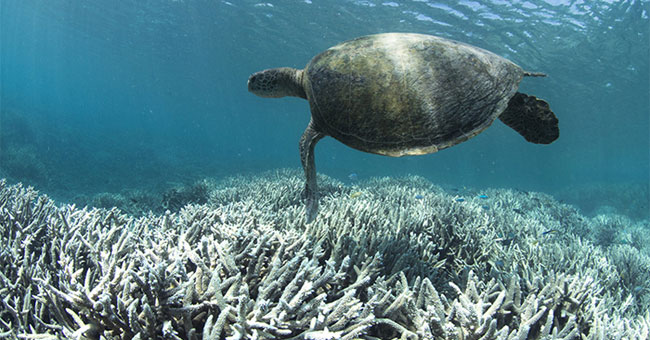 Discover coral rescue gene from starvation