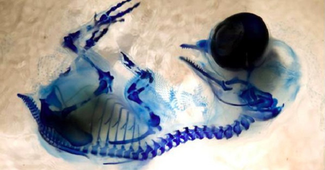 Discover embryos in eggs, dinosaurs are revived?