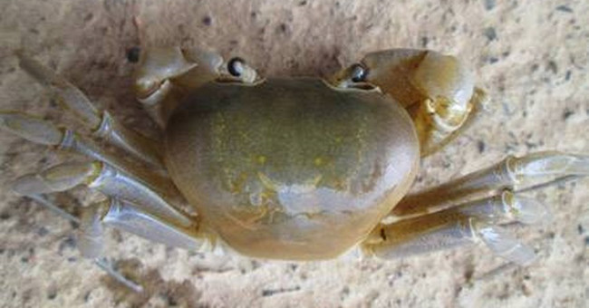 Discover exotic virgin crabs and Hoa Binh specialties