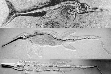 Discover extinct fish lizards 25 years ago