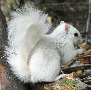 Discover extremely rare white squirrels at the yellow leaf park