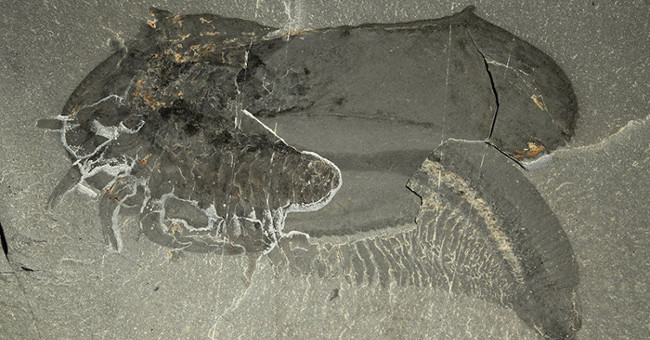 Discover fossils of exotic shrimp with apricot and 50 legs