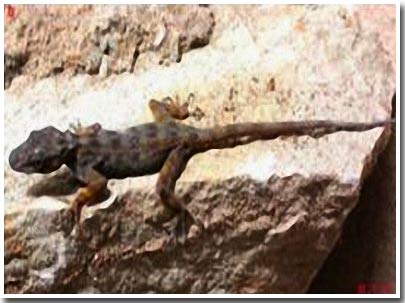 Discover four new lizard species in Vietnam