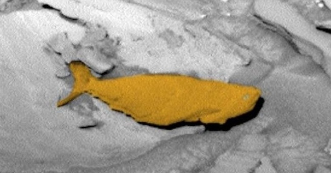 Discover giant fish that live on Mars