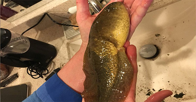 Discover giant giant tadpoles never seen in the world