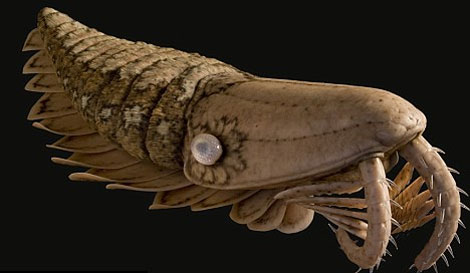 Discover giant shrimp fossils, razor-sharp teeth