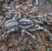 Discover giant spider as big as human face