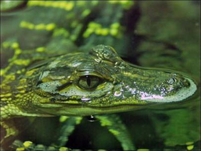 Discover green crocodile in Mexico