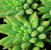 'Discover healthy indoor plants