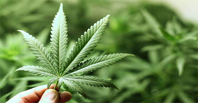 Discover how cannabis plants 'synthesize' pain killers