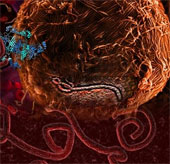 Discover how Ebola disables the immune system