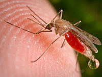 Discover how to kill malaria parasites