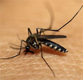 Discover how to kill malaria-causing parasites