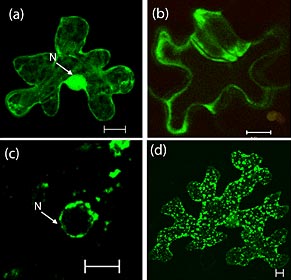 Discover important plant enzymes
