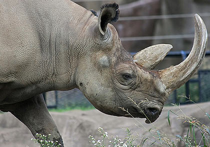Discover inside rhino horn