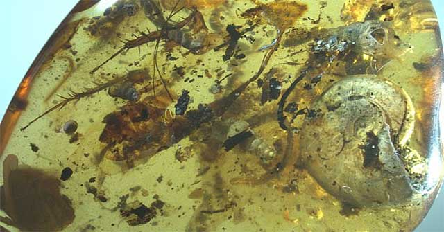 Discover intact marine life in amber 99 million years
