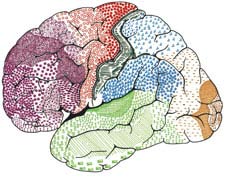 Discover intelligence and genius in the Lenin brain