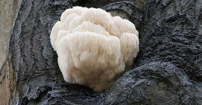 Discover interesting luscious lion mane mushroom