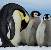 Discover interesting things about penguins