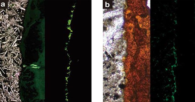 Discover life under a 15km deep crack
