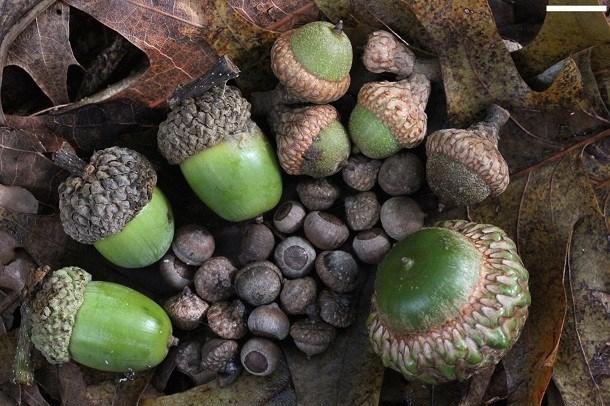 Discover lucky charms in countries around the world