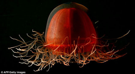 Discover many beautiful sea creatures