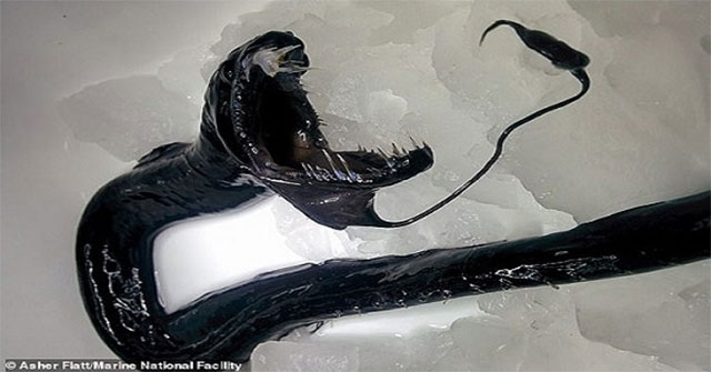 Discover many strange 'alien creatures' in the deep sea