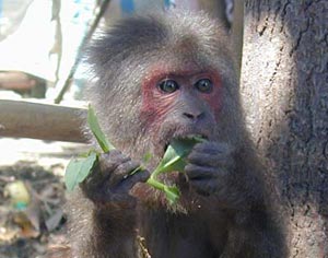 Discover many valuable creatures at Chu Yang Sin