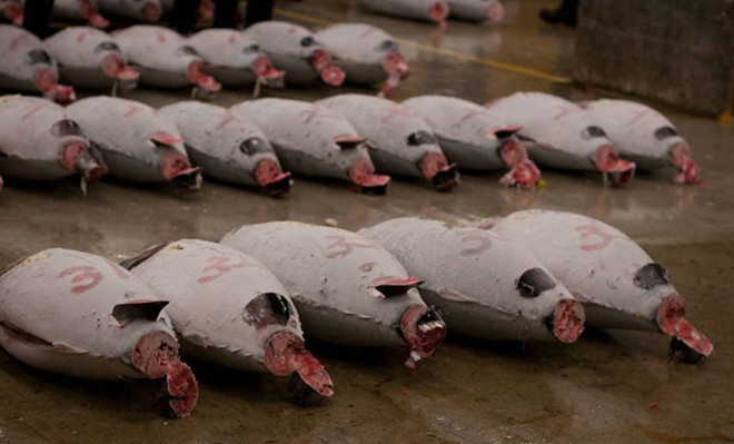 Discover million dollar tuna market in Japan