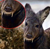 Discover monster deer with precious sweat like gold