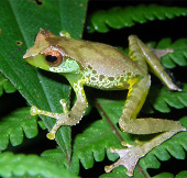 Discover more frog species in Vietnam