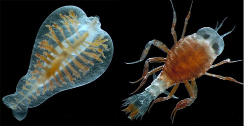 Discover more than 200,000 new species under the ocean