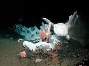 Discover new animals on whale carcasses