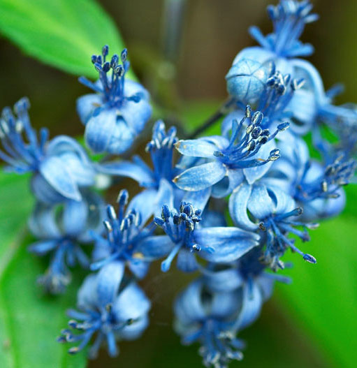 Discover new anti-aging herb