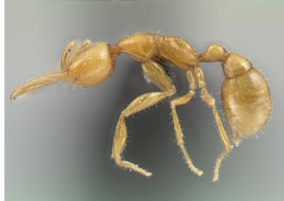 Discover new ants in Amazon