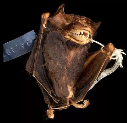 Discover new bats in the bottle soaked in wine for more than 30 years